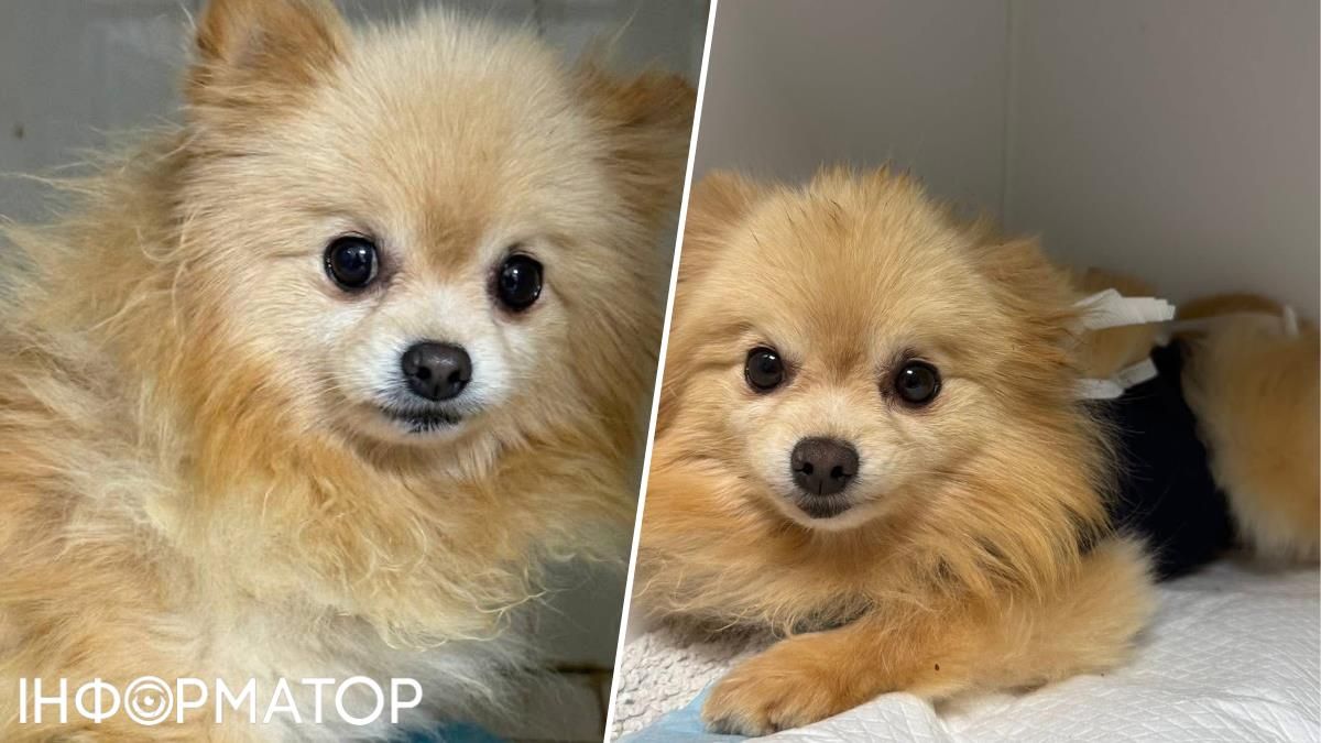 Була живим інкубатором: у Києві шукають дім для собачки-бідосі на ім'я Оладка