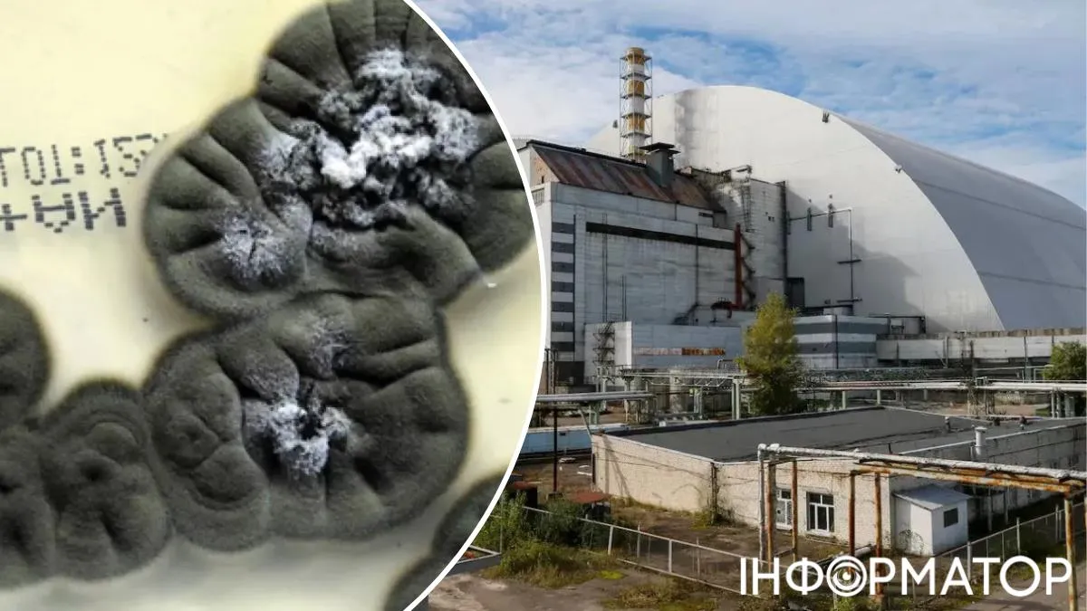 Їм добре у смертельній радіації: у Чорнобилі виявили форму життя, що розкошує в четвертому енергоблоці