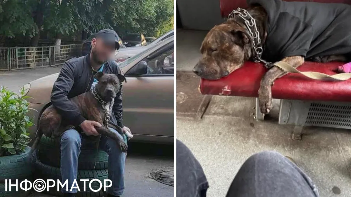 Строгач та обличчя зі шрамами: у Києві розшукують песика, якого забрав підозрілий незнайомець