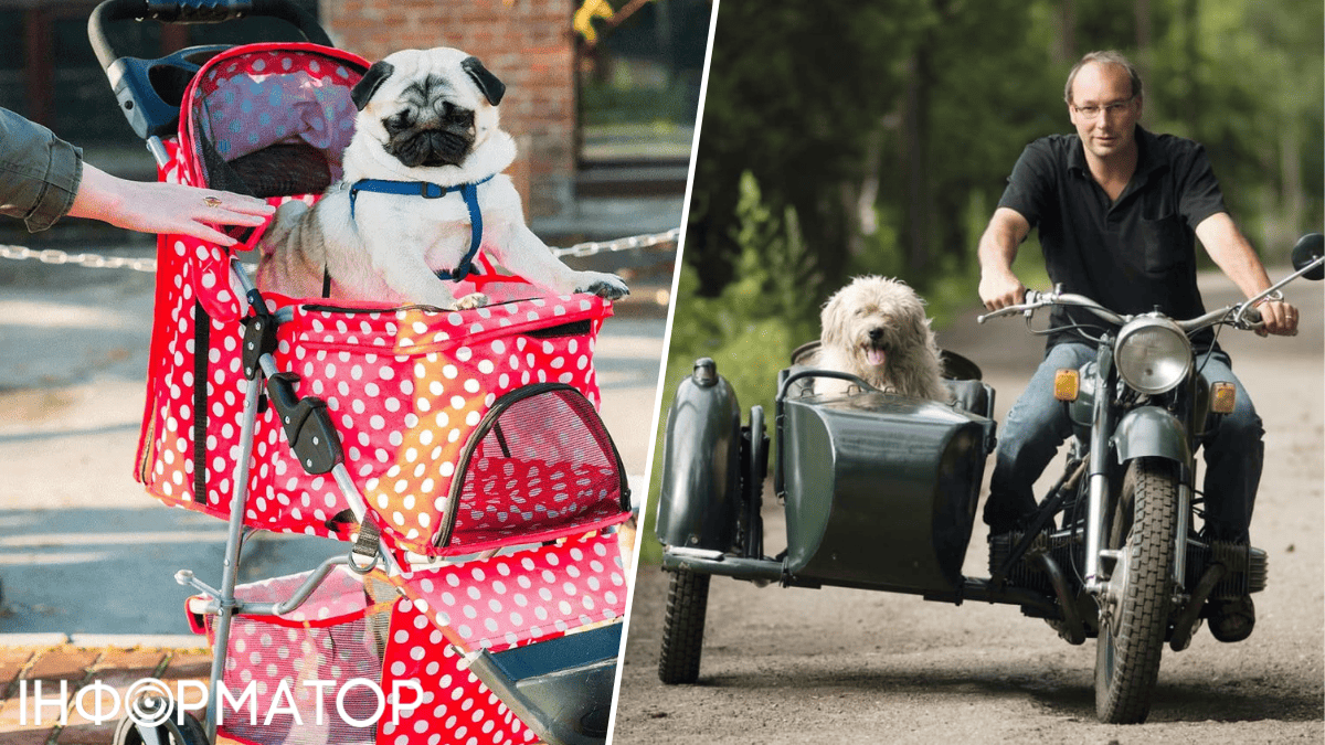 Мерседес для песиків: у Києві пропонують візочки для тварин, дорожчі за дитячі