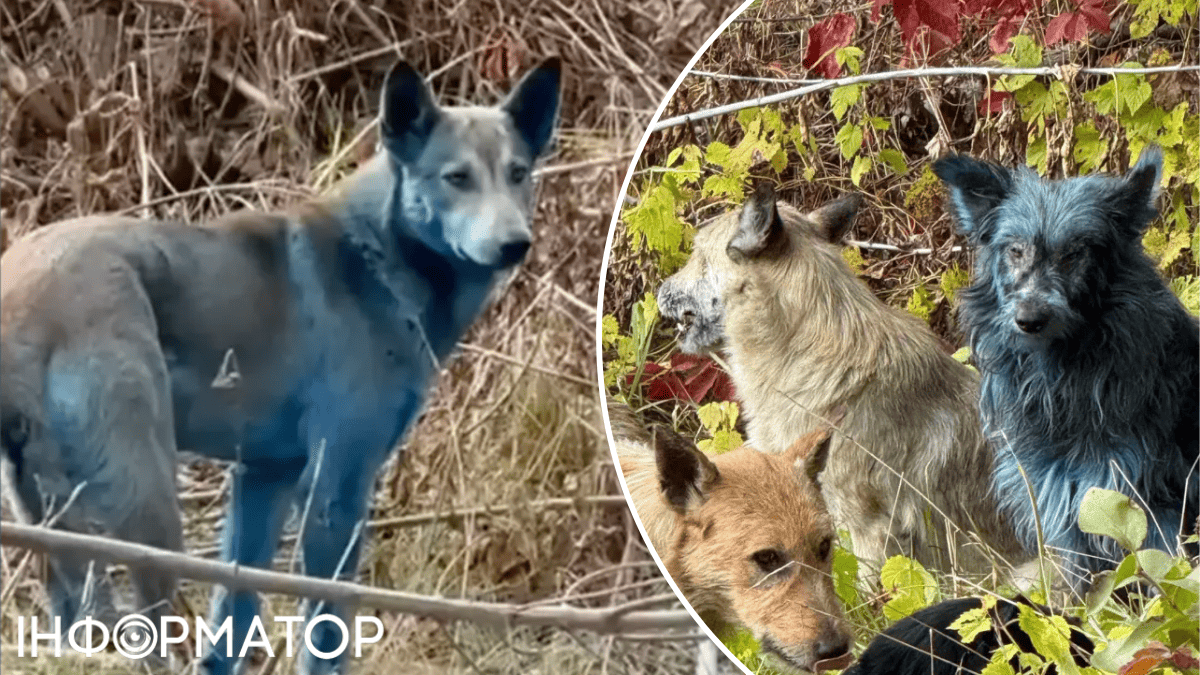 собаки тварни Чорнобільська зона