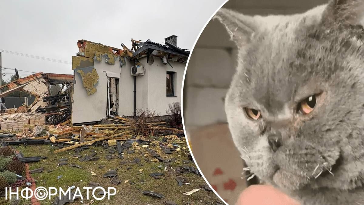 Кицька руїни будинку