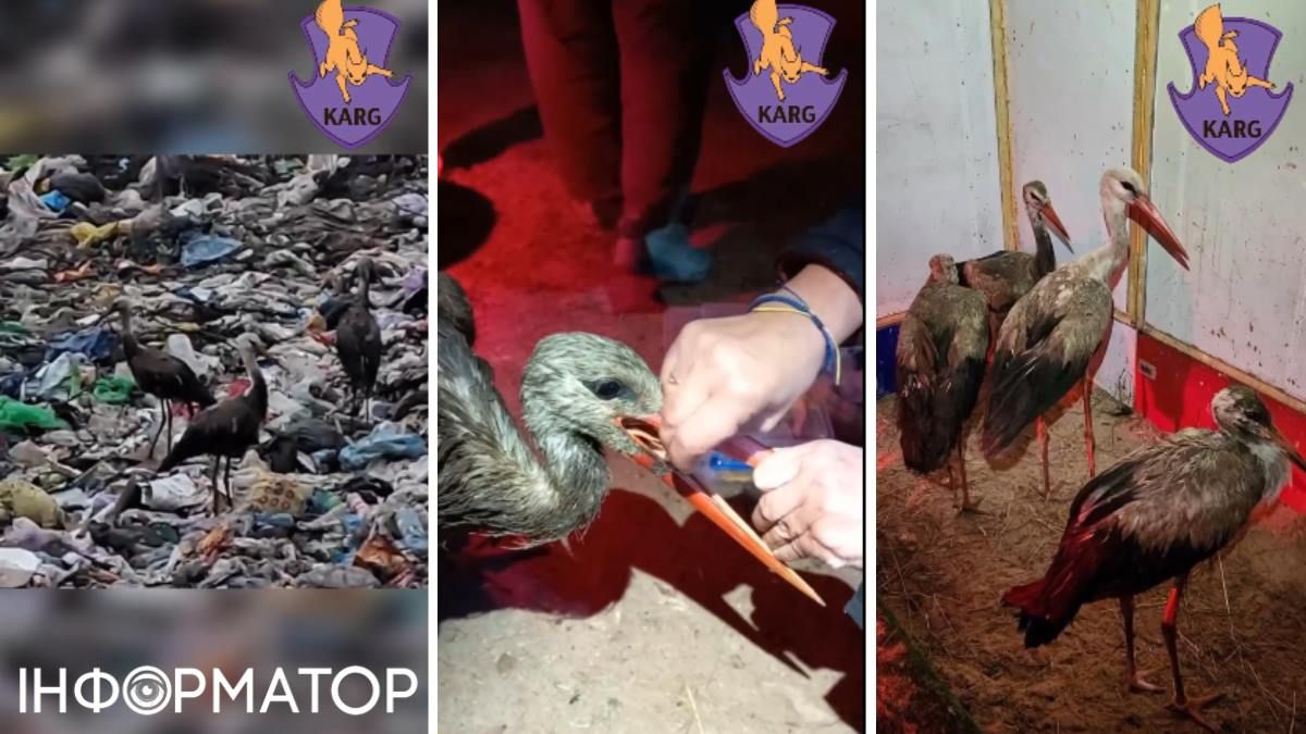 Копались в мусоре без надежды взлететь: под Киевом со свалки спасли десяток аистов