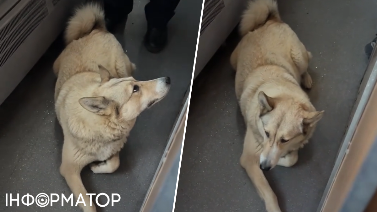 тварини собака потяг Укрзілізниця