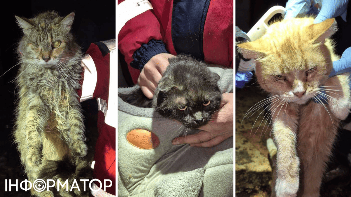 животные кошки жестокое обращение с животными