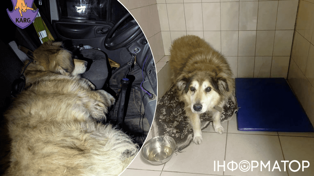 Єдиний собака з кременищенської живодерні тепер має ім’я та шанс на життя