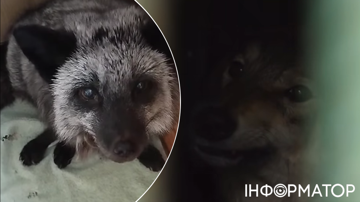 тварини живодерка Оболонь вовк лиса