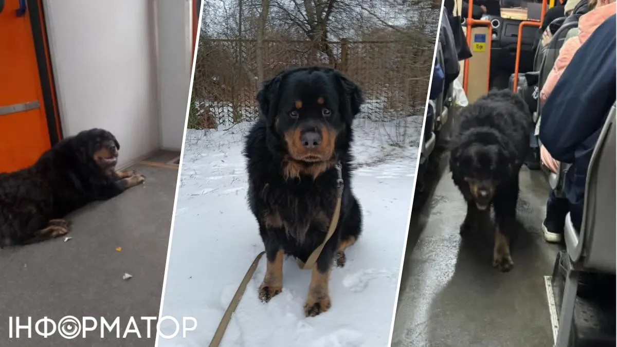 Кмітливий пес-мандрівник Шерхан втік з дому до Броварів електричкою, аби покататись на автобусах