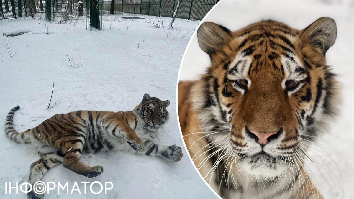 Тигриця Тігрюля Центр порятунку тварин