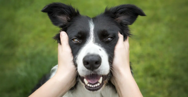 Найкращий корм для собак: критерії вибору та рекомендації ветеринарів