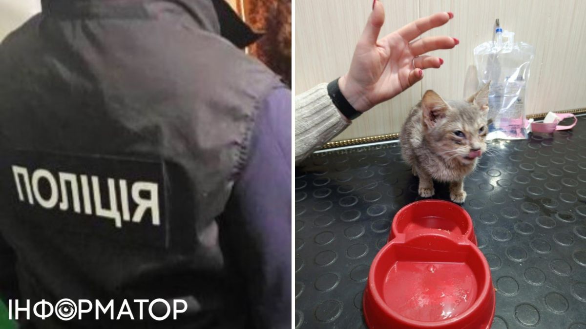 поліція, котик