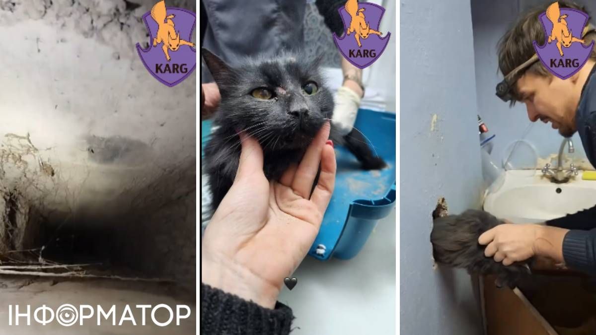 В Киеве спасли кошку Амуру, упавшую в вентиляционную шахту с высоты 9 этажа