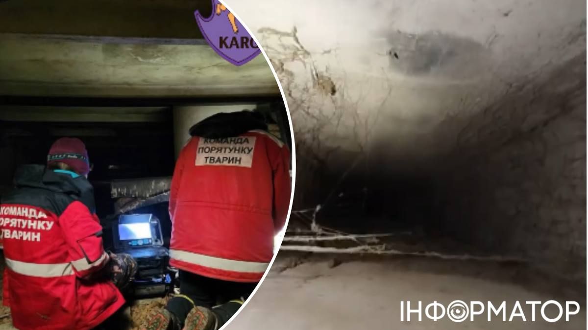 Из вентиляции туалетной комнаты на 9 этаже киска упала в вентшахту и оказалась на 1 этаже дома. Фото: скриншоты с видео