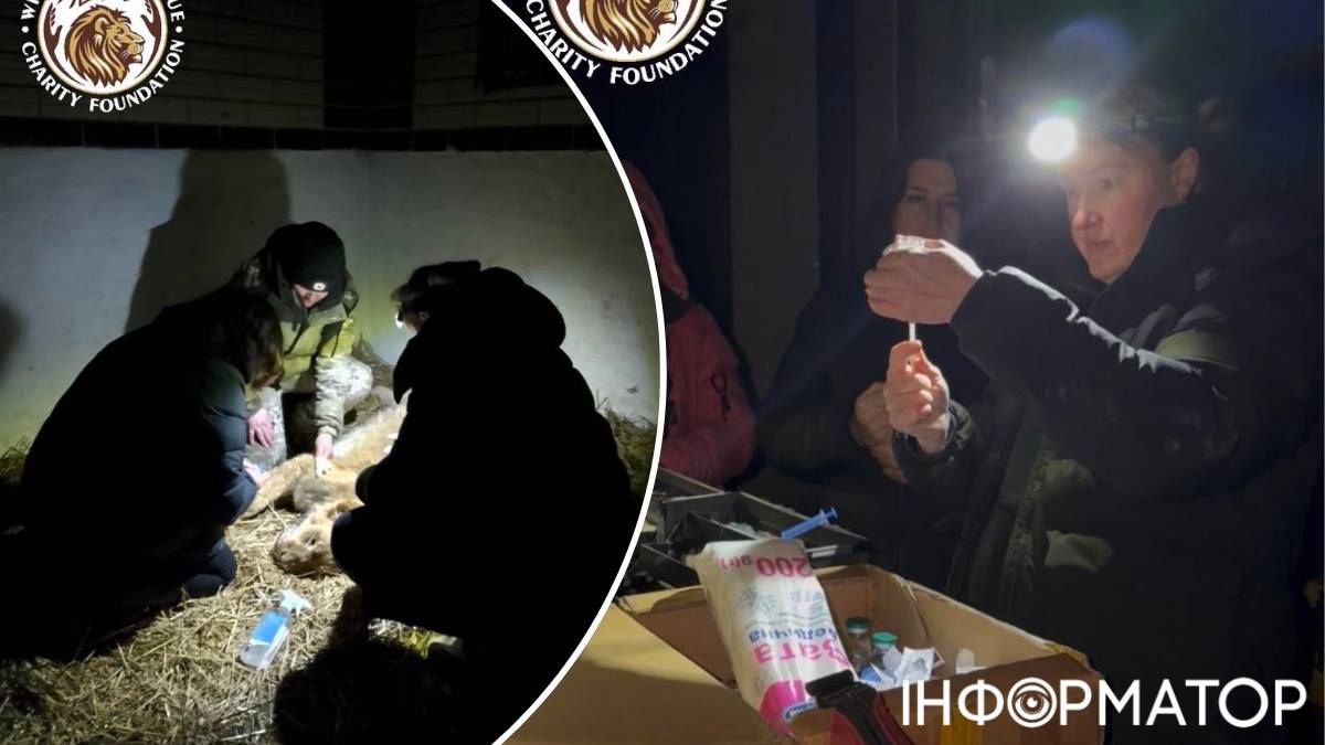 После обследования двух львят в Киевской области зооволонтеры выяснили о них нечто важное