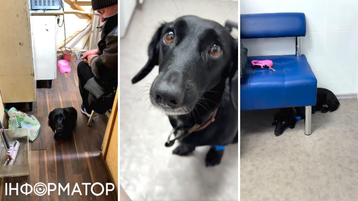 Поїли таксу горілкою, аби не везти до ветеринара: у Києві собаку вилучили у власників-гультяїв
