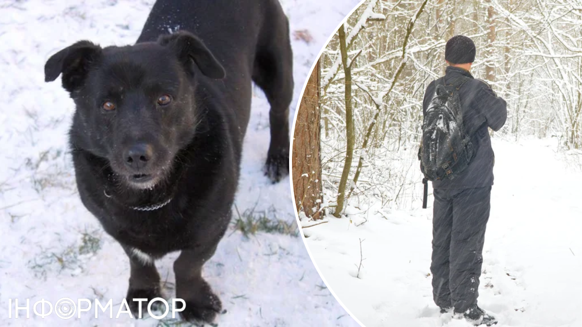 Собаку застрелили в Музичах