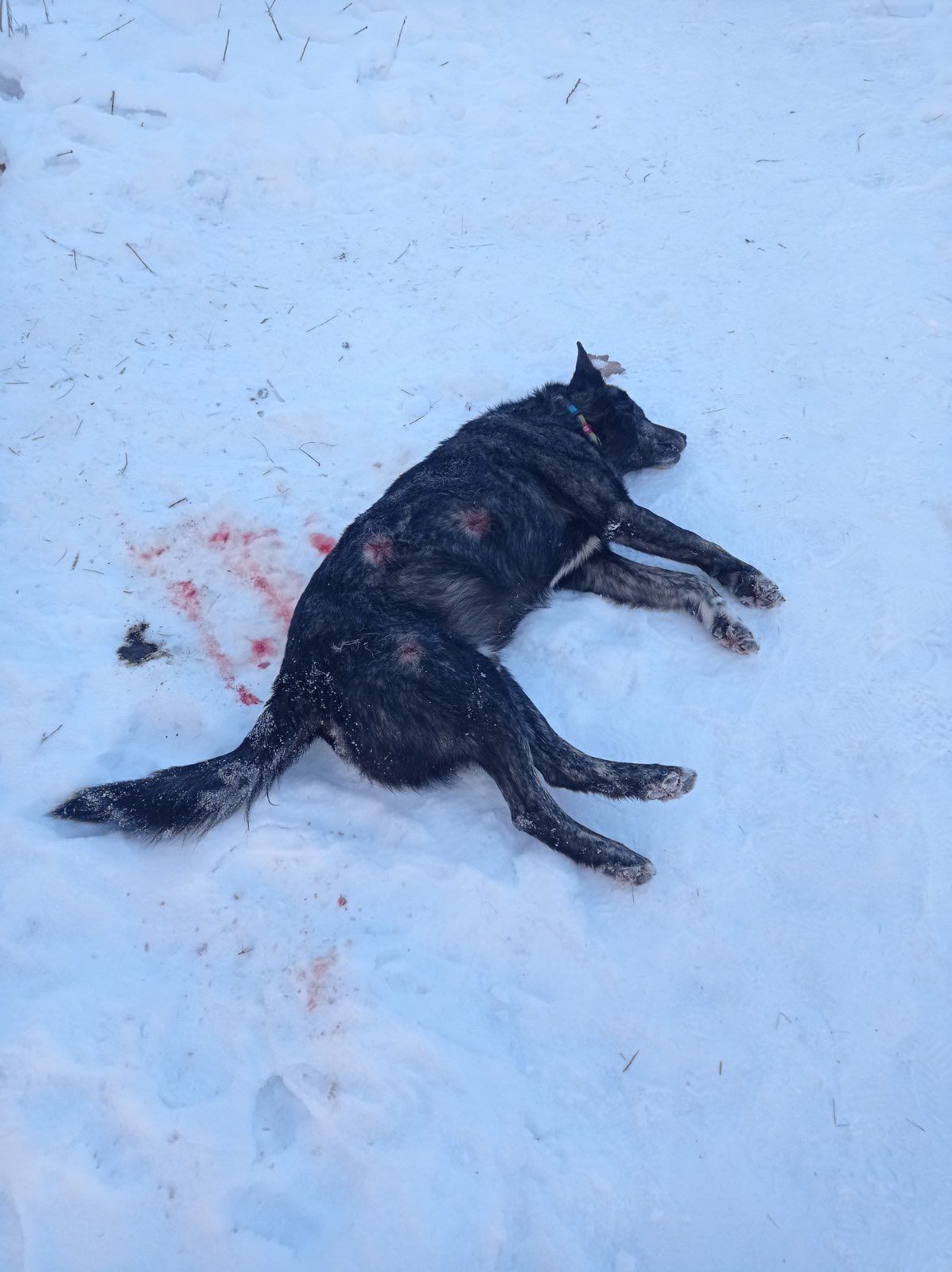 Злочинець стріляв у собаку тричі