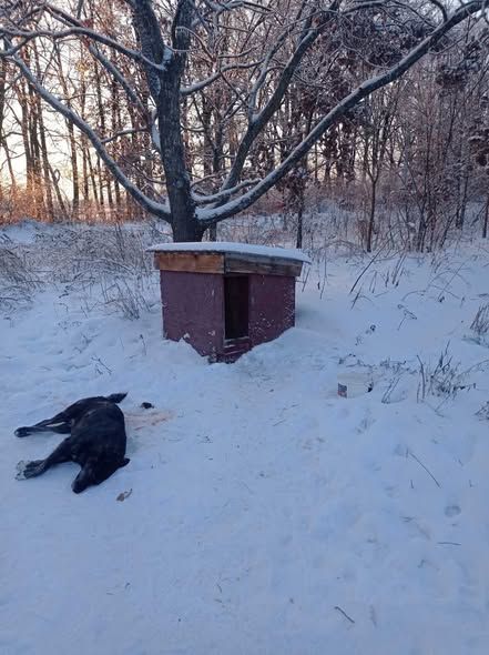 У Сєрика був свій домик, собаку доглядали