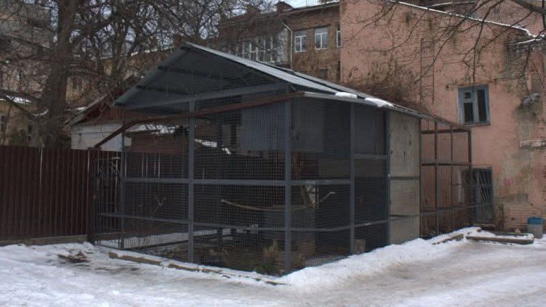 "Дворик з воронами" на вулиці Рейтарській у Києві. Facebook/Володимир Бондаренко