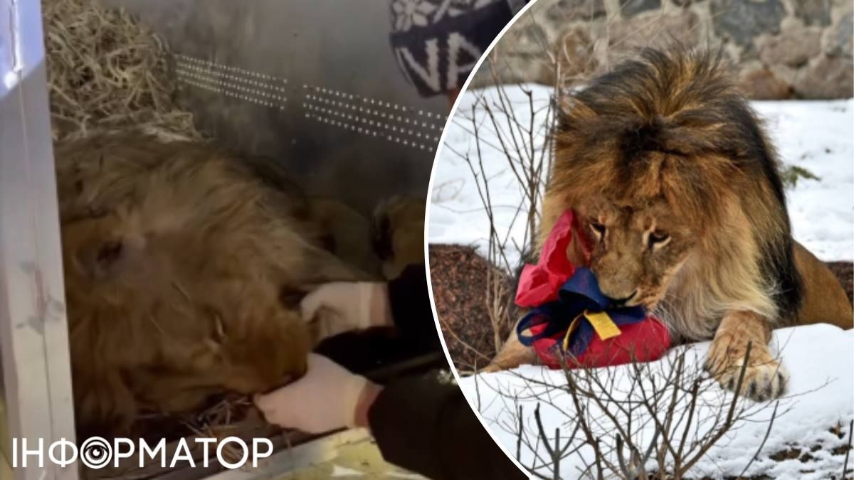 Лев Хан волонтери