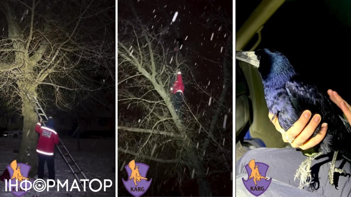 Грак порятунок птах