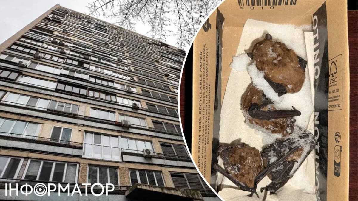 Кажани порятунок будівля