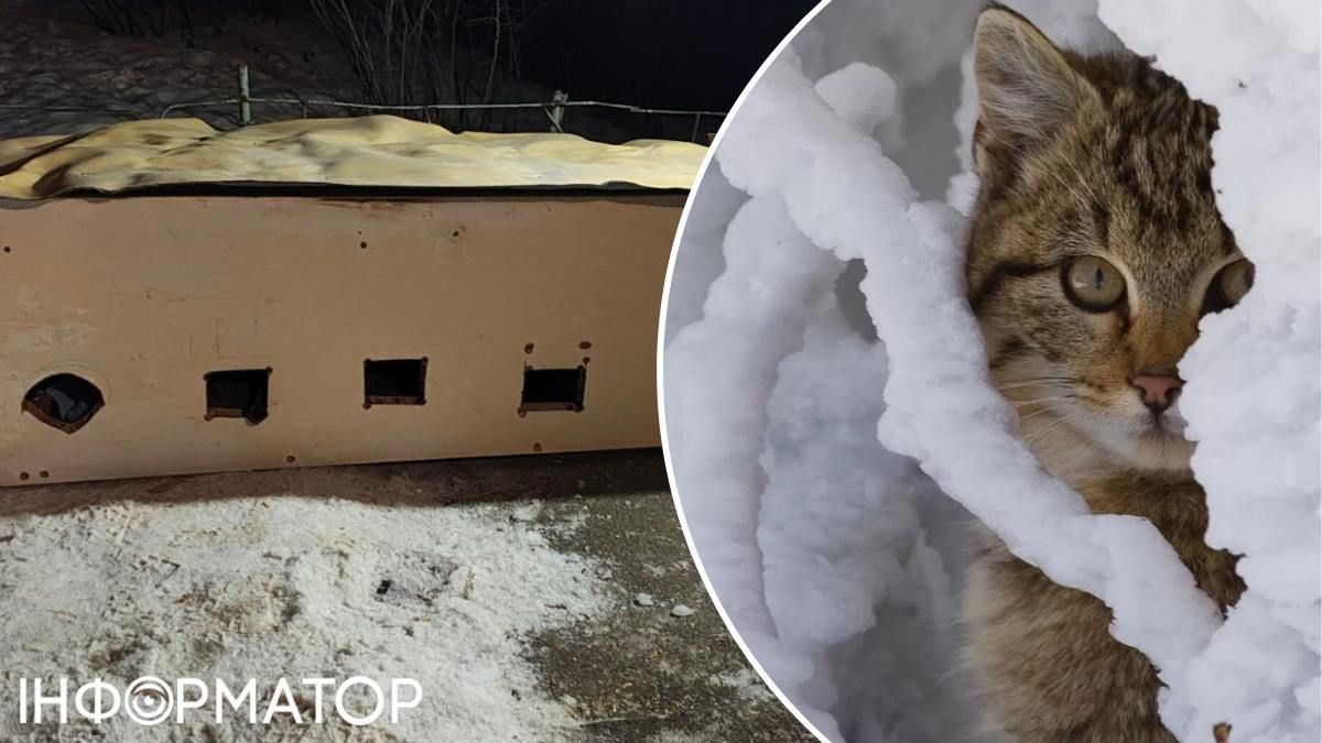 Котик Пункт незламності для котиків