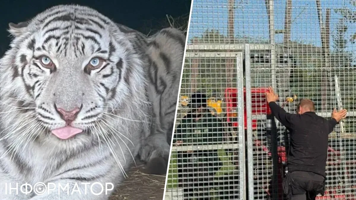 Білий тигр Алекс застряг під Києвом і не може виїхати до нового дому в Британії