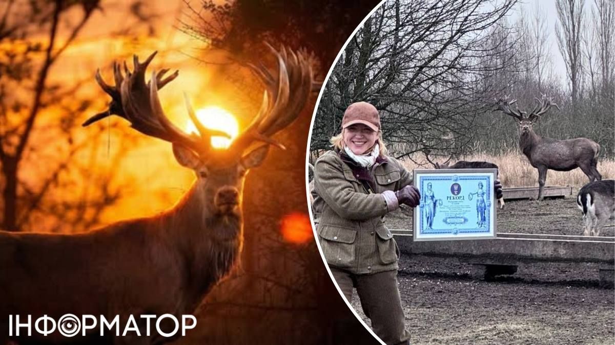 Олень Руні браконьєри Київщина роги
