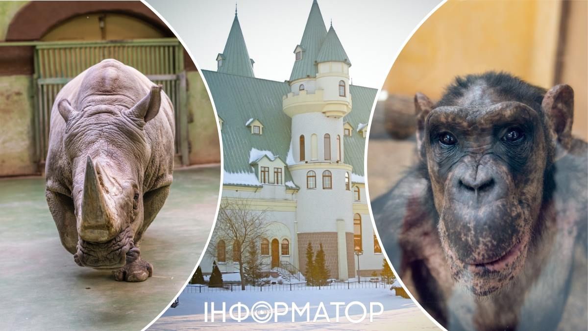 Зоопарк шимпанзе носоріг