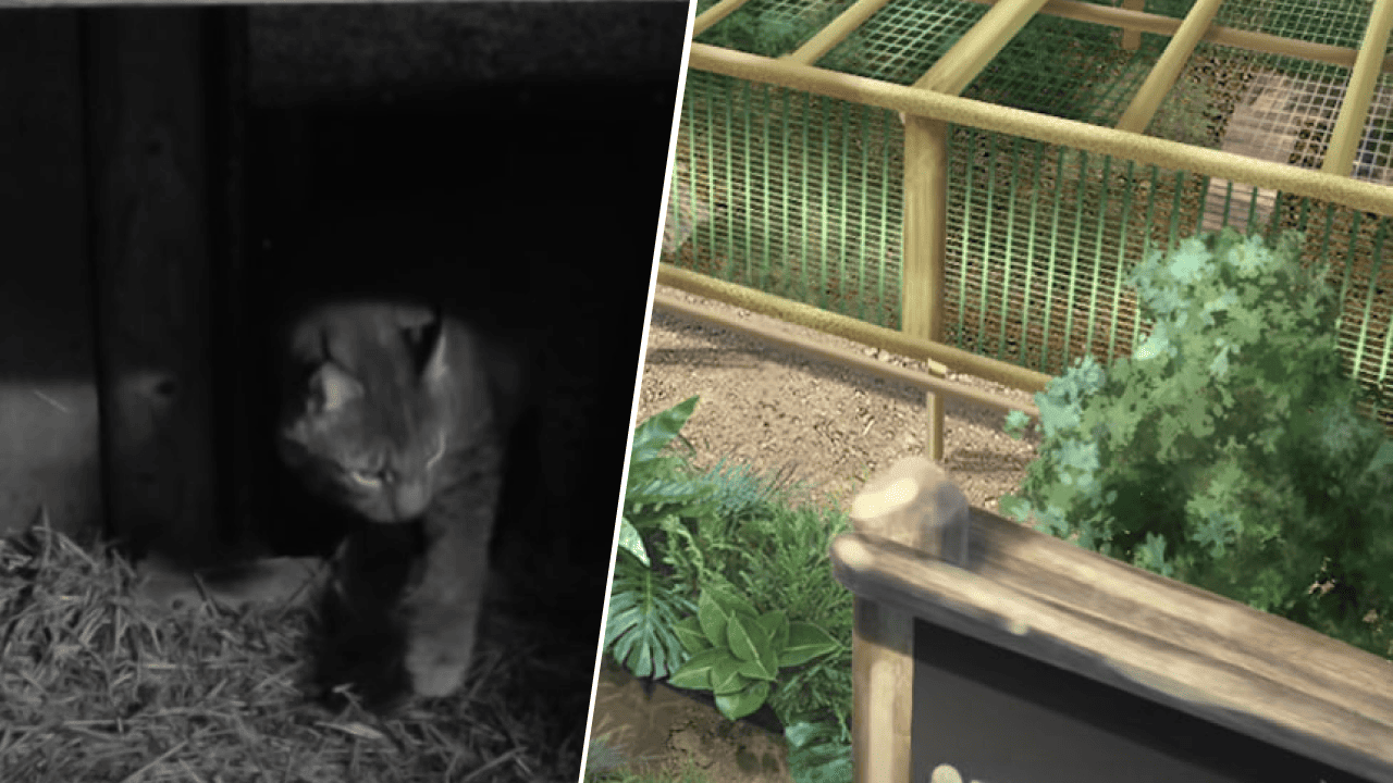 рысь Урса и The Big Cat Sanctuary