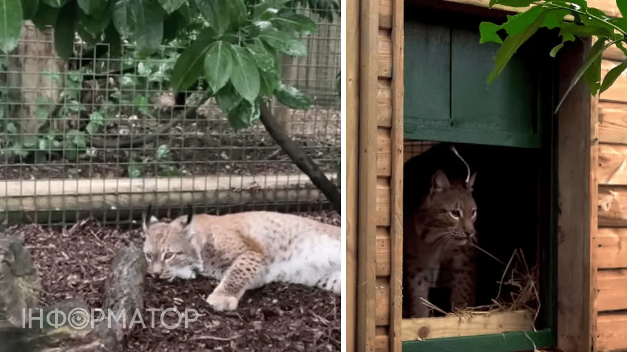 рись Арса в Британії