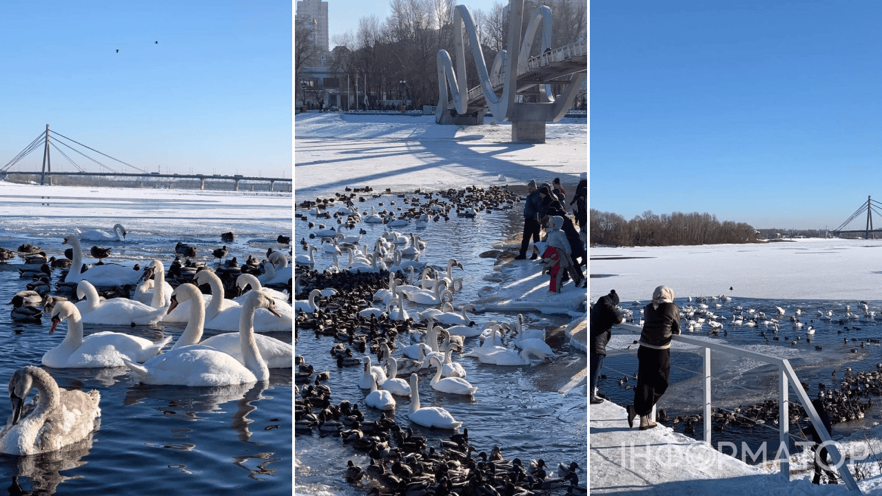 лебеді Оболонський район