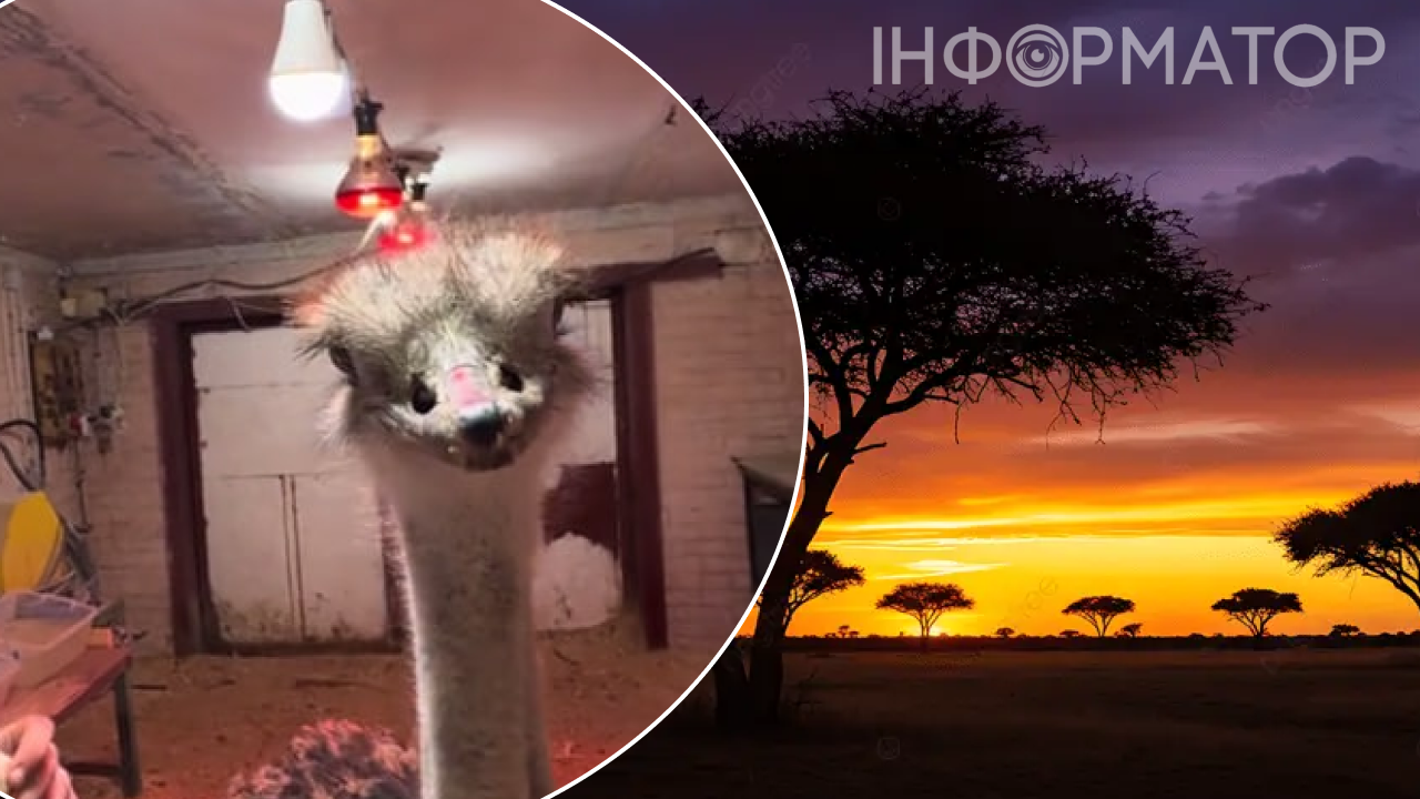 страус в гаражі