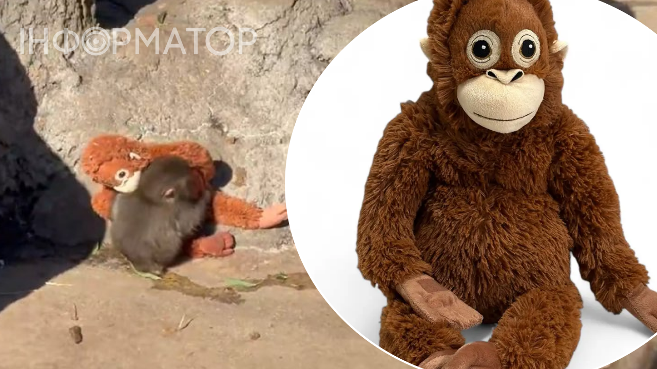 мавпочка Панч і DJUNGELSKOG Орангутанг