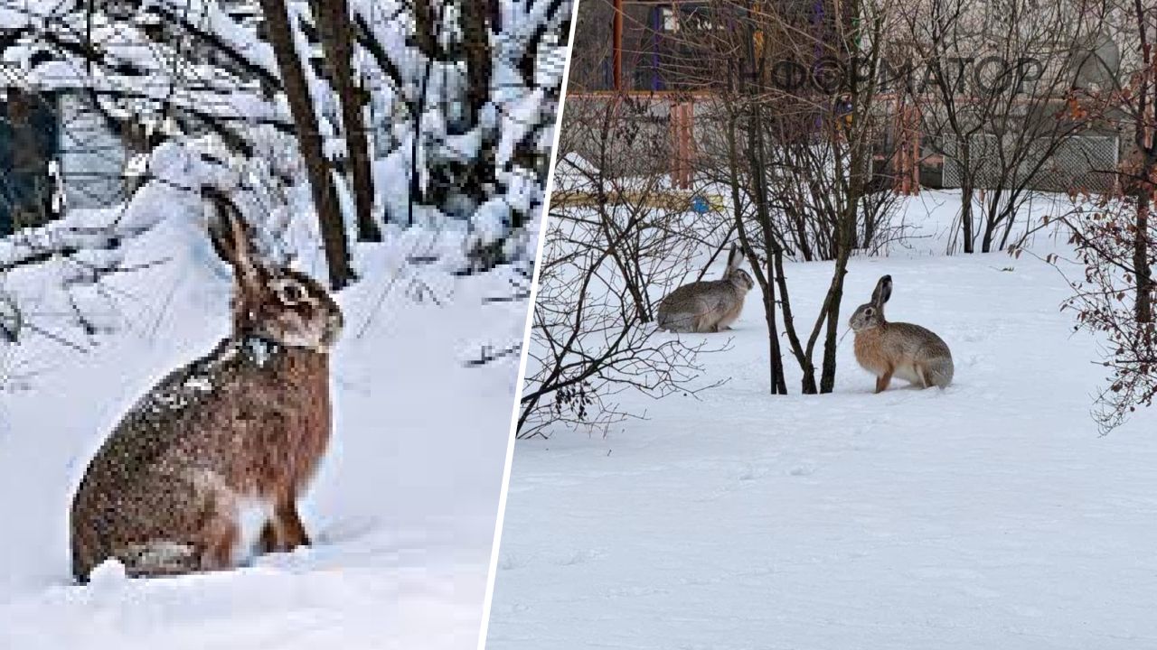 Зайці активізувалися на Лівому березі Києва через потепління