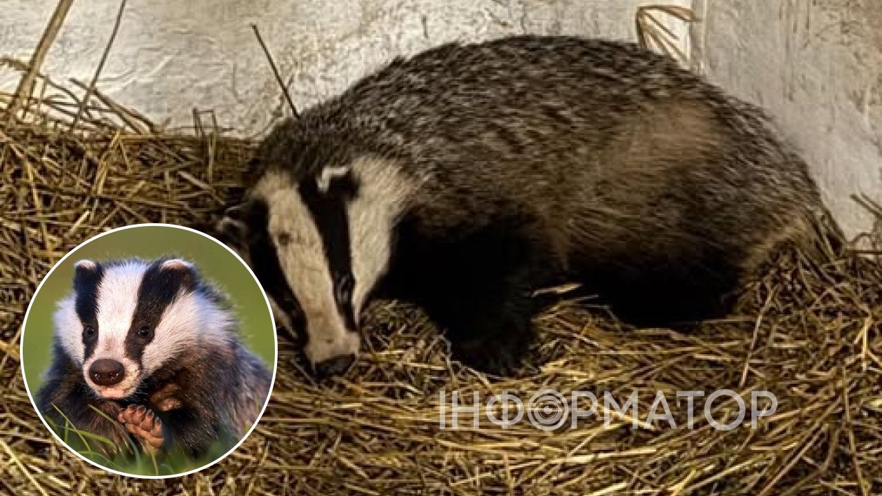 Борсука після ДТП врятовали у Центрі порятунку: стан тяжкий, потрібна допомога