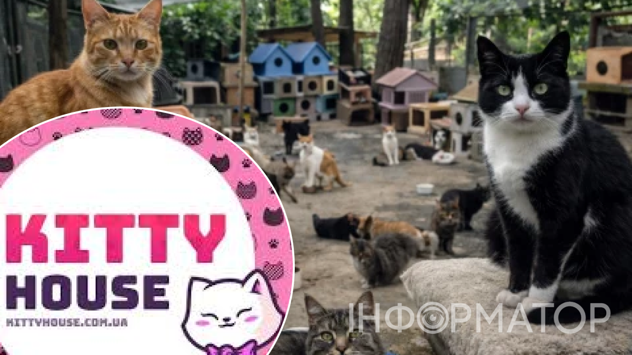 В Киеве закрывается кошачий приют Kitty House, обвиняемый в мошенничестве
