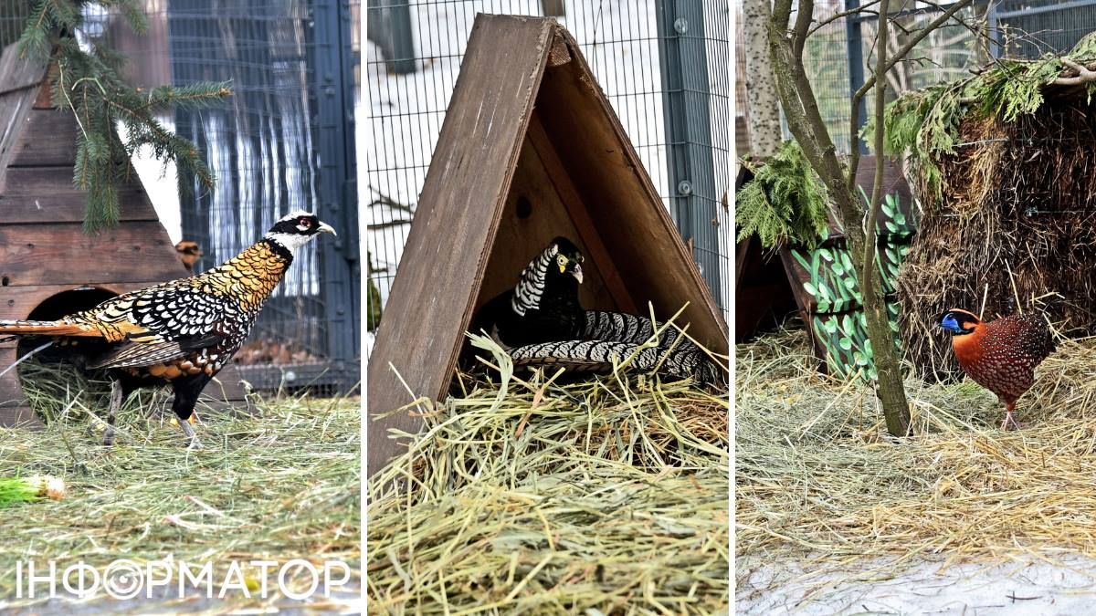 Зоопарк фазани будиночки