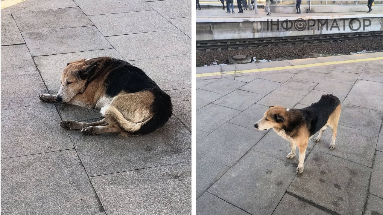 Київський Хатіко на Дарницькому вокзалі: пес чекає господаря і плаче від самотності 1