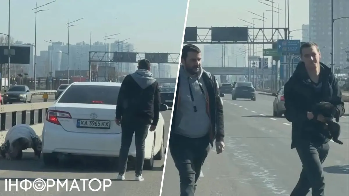 Котик спасение проспект Бажана