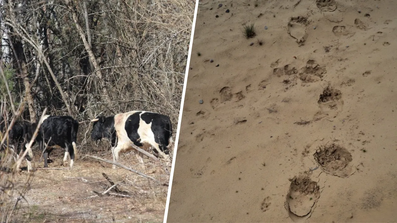 Сліди ведмідя у Чорнобилі