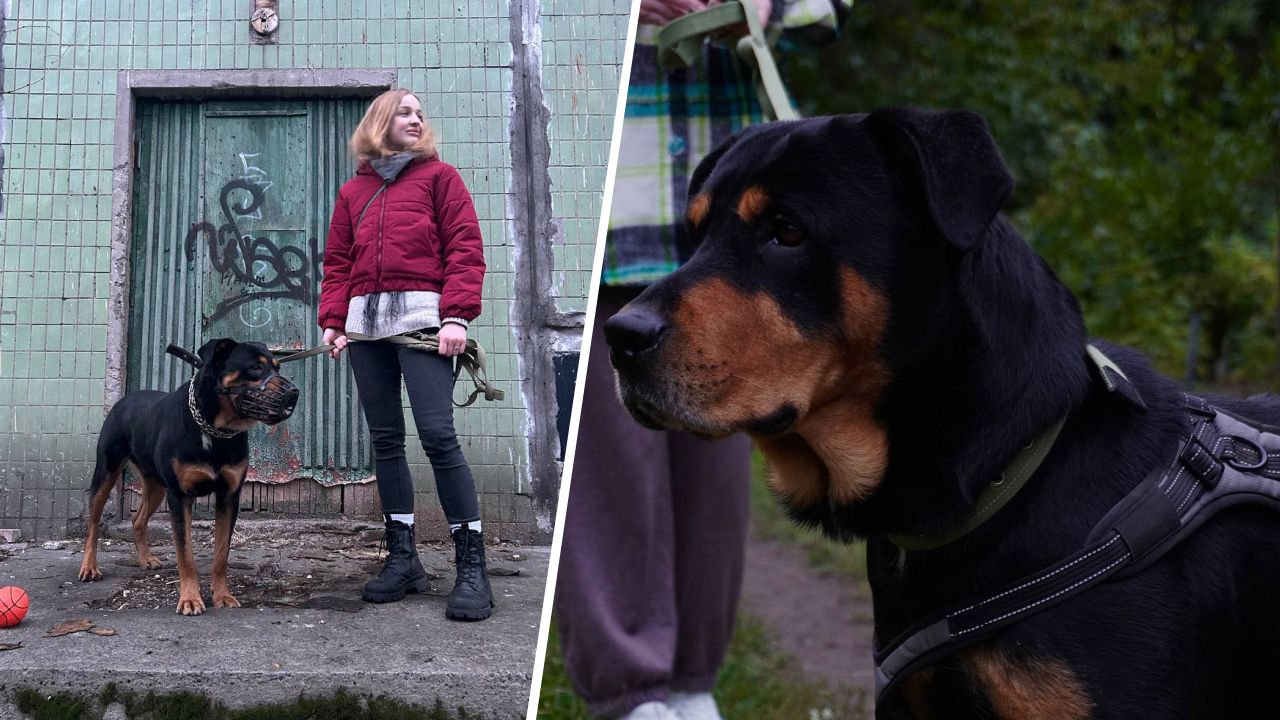 Ротвейлер Рейн шукає господаря