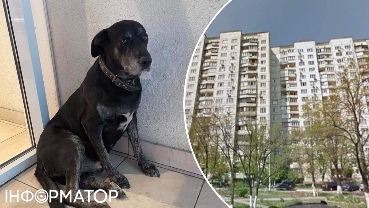 Владелец собаки, говорят местные, может проживать в одной из 16-этажек рядом с ТРЦ