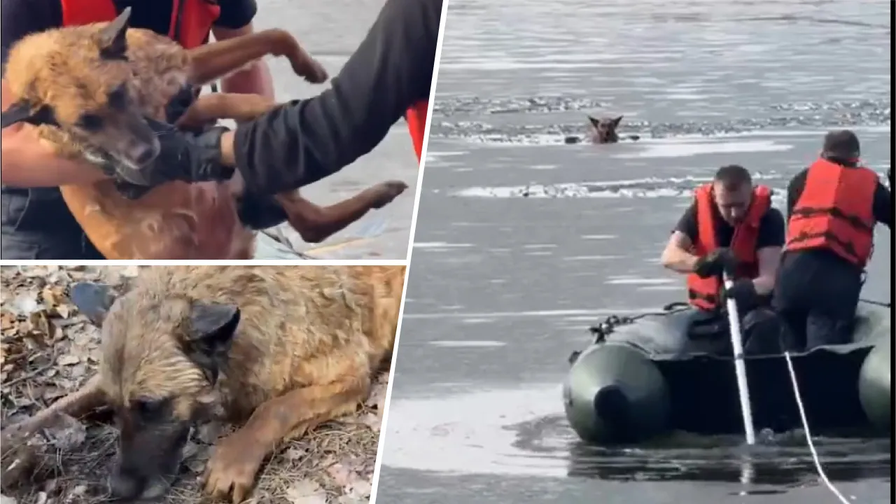 собака лед спасение Киев