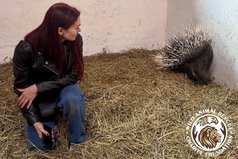 Нині, кажуть у Центрі, їжатець почувається чудово, хоч і має кілька зламаних голок. Фото: Центр порятунку диких тварин