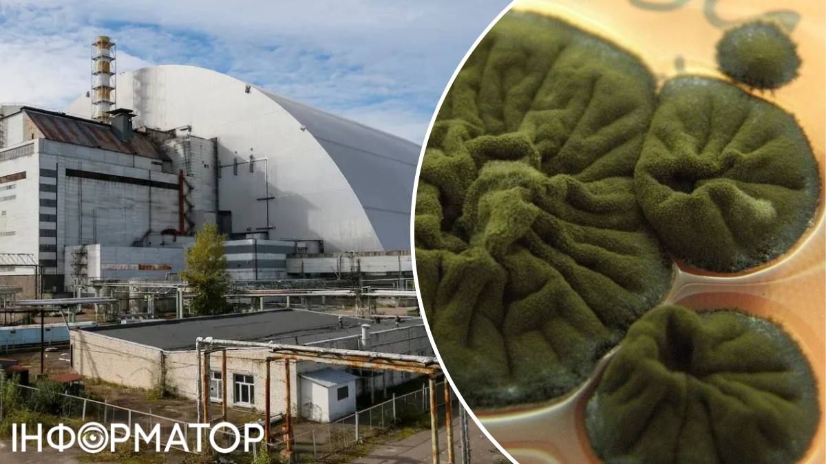 Гриби зона ЧАЕС
