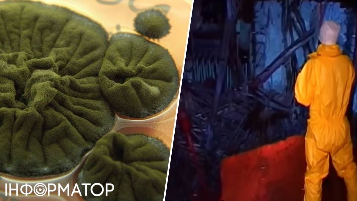 Гриби Cryptococcus neoformans та дослідники, що відвідували зону Четвертого енергоблока (під час попередніх візитів - скріншот з архівного відео) Гриби Cryptococcus neoformans та дослідники, що відвідували зону Четвертого енергоблока (під час попередніх візитів - скріншот з архівного відео)