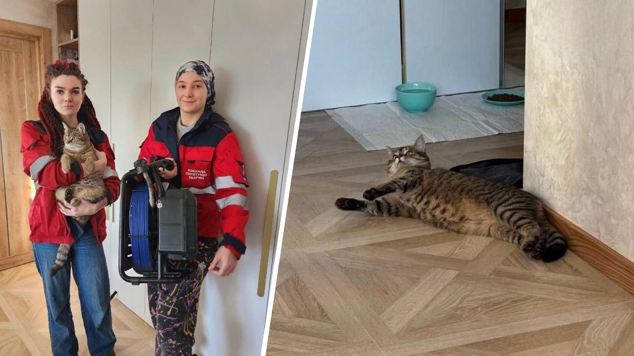 Порятунок кота Порятунок кота