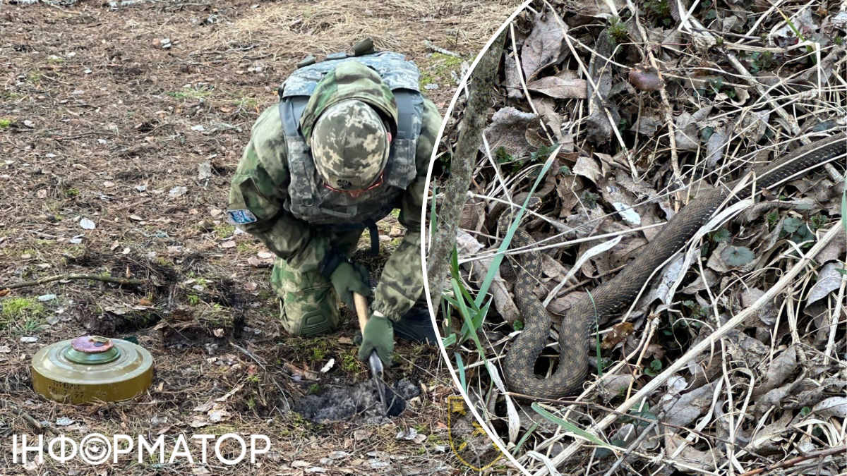 Гадюка змея сапер разминирования